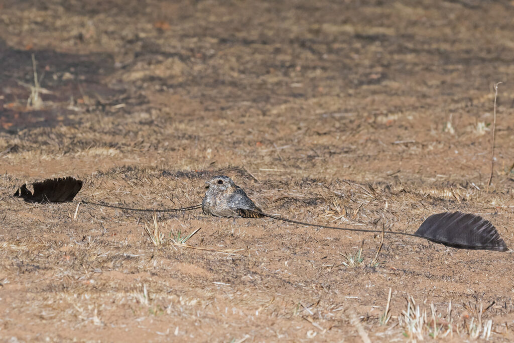 From Courtship to Choreography: 33 Fascinating Birds That Mastered the Art of Dance