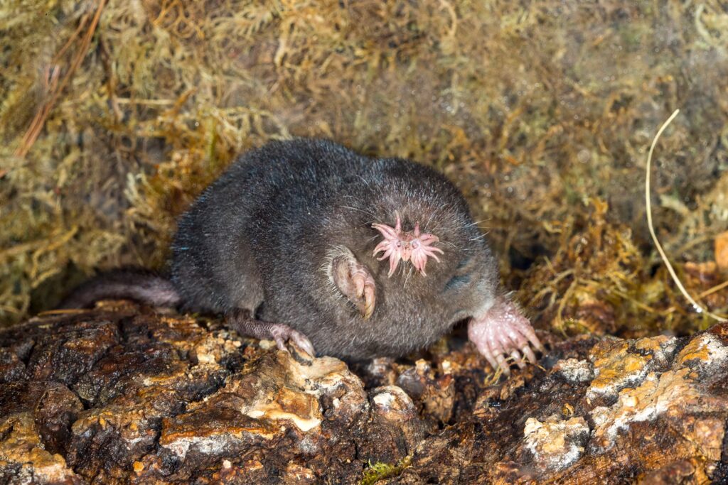 36 Rare Animals That Prove Evolution Is Real And Still Kicking