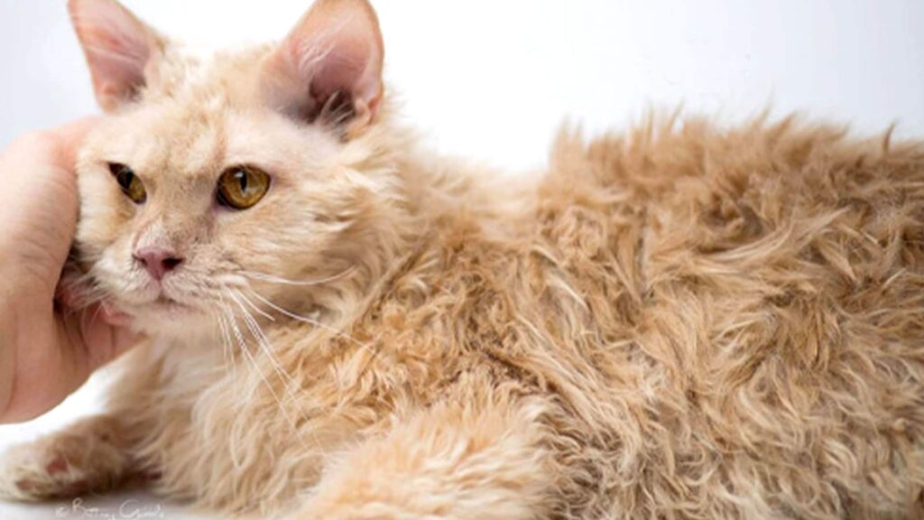 The Newest Cats in Town: 25 Recently Developed Breeds Stealing Hearts