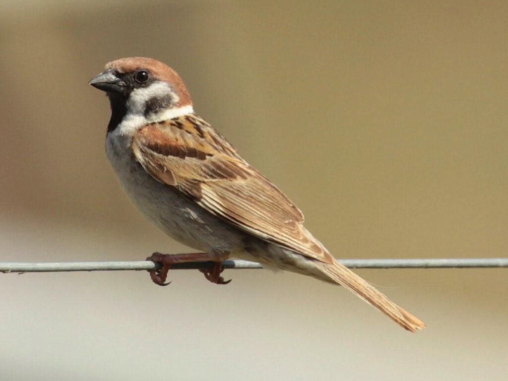 37 of the Rarest Animals That Live Nowhere Else on Earth