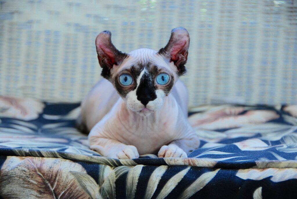 The Newest Cats in Town: 25 Recently Developed Breeds Stealing Hearts