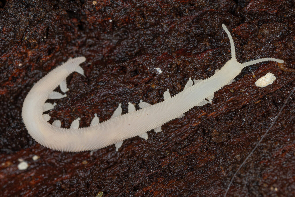 Dark Dwellers: 32 Blind Animals That Turned Darkness Into Their Superpower