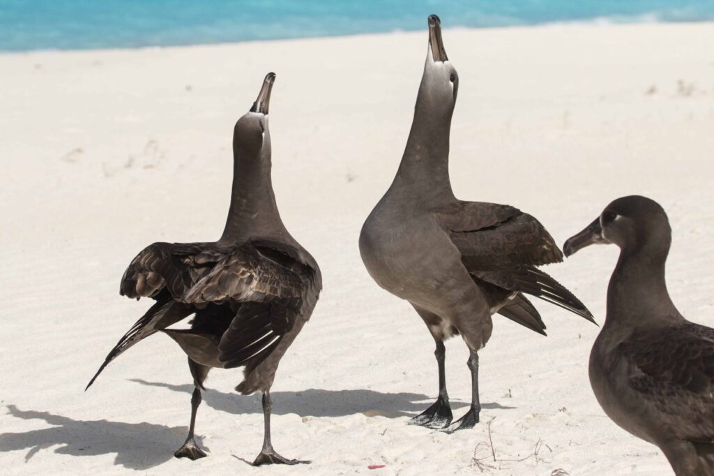 From Courtship to Choreography: 33 Fascinating Birds That Mastered the Art of Dance