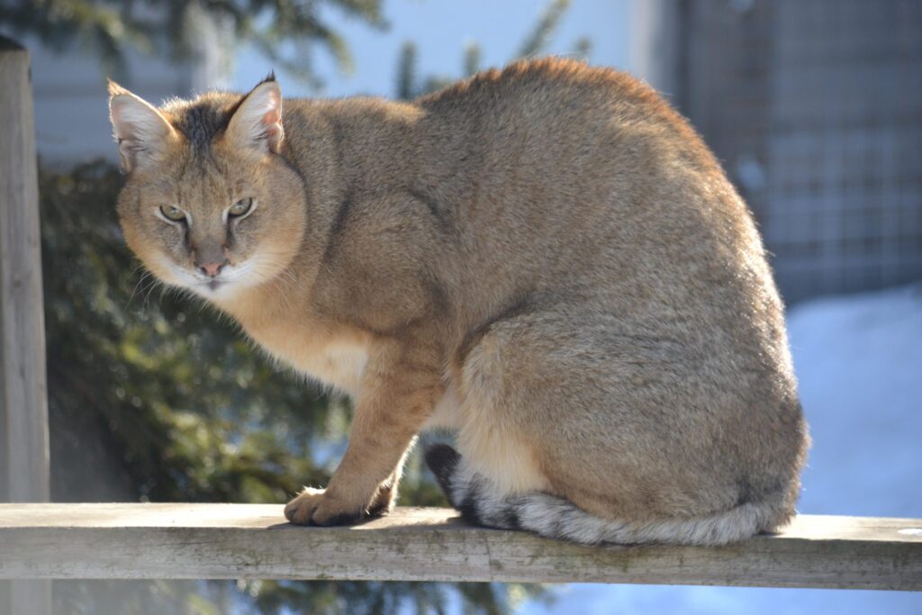 The Newest Cats in Town: 25 Recently Developed Breeds Stealing Hearts