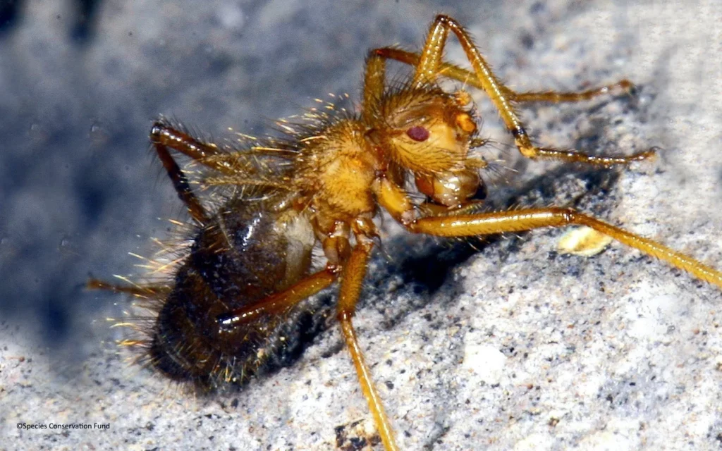 37 of the Rarest Animals That Live Nowhere Else on Earth