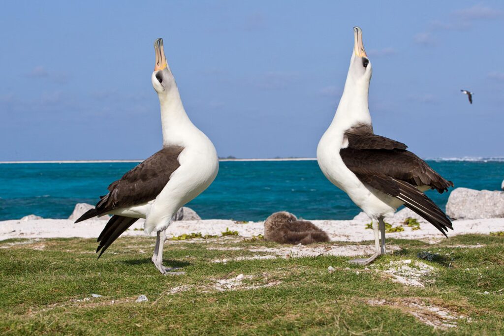 From Courtship to Choreography: 33 Fascinating Birds That Mastered the Art of Dance