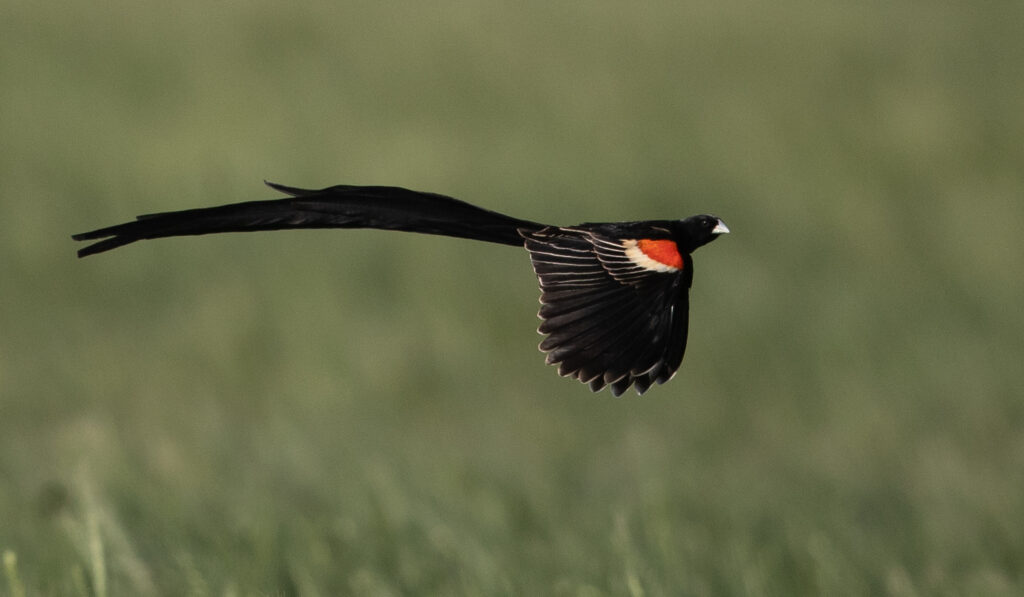 From Courtship to Choreography: 33 Fascinating Birds That Mastered the Art of Dance