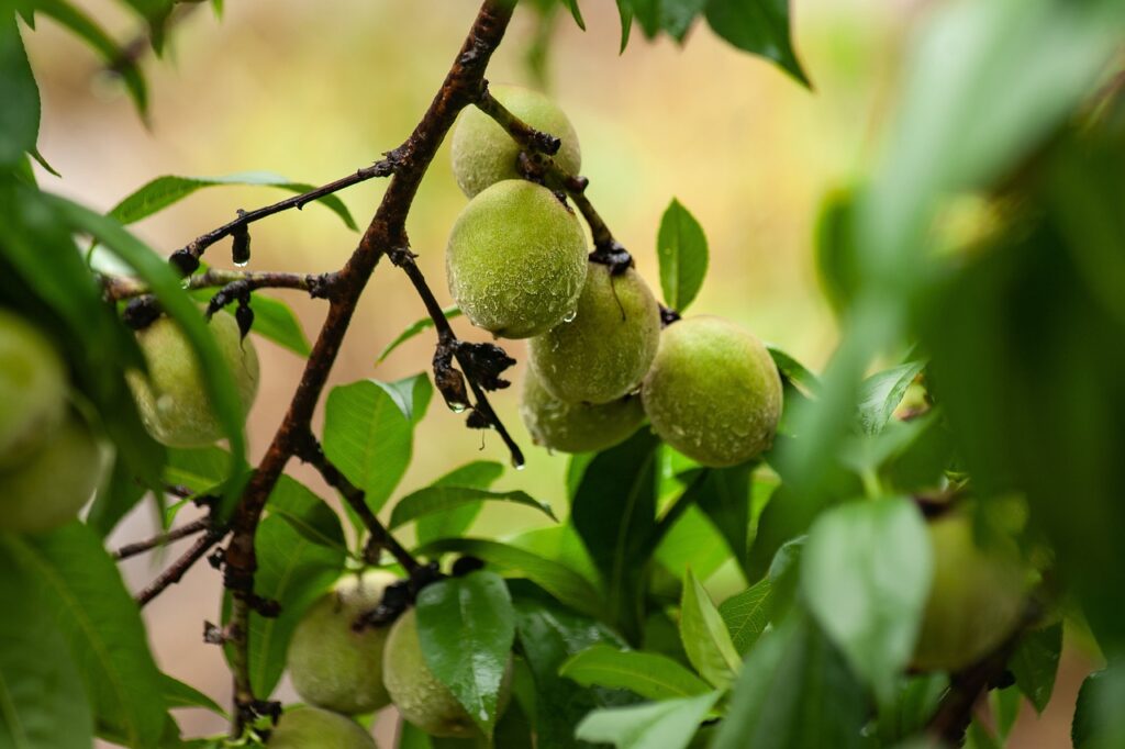 How Fruits Looked Before Humans Got Involved
