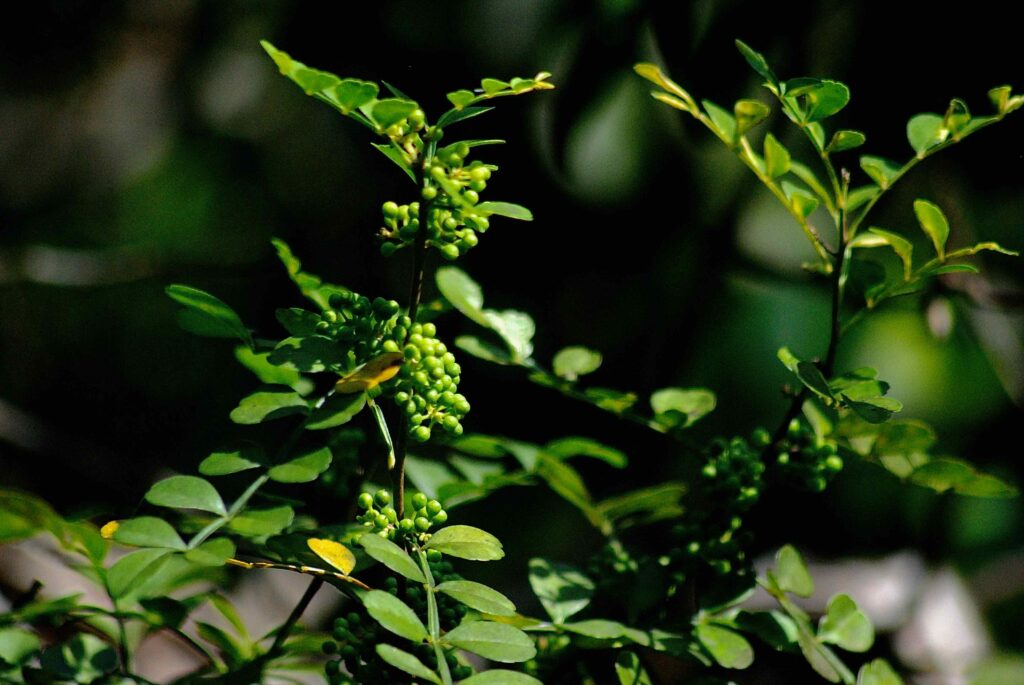 How Fruits Looked Before Humans Got Involved