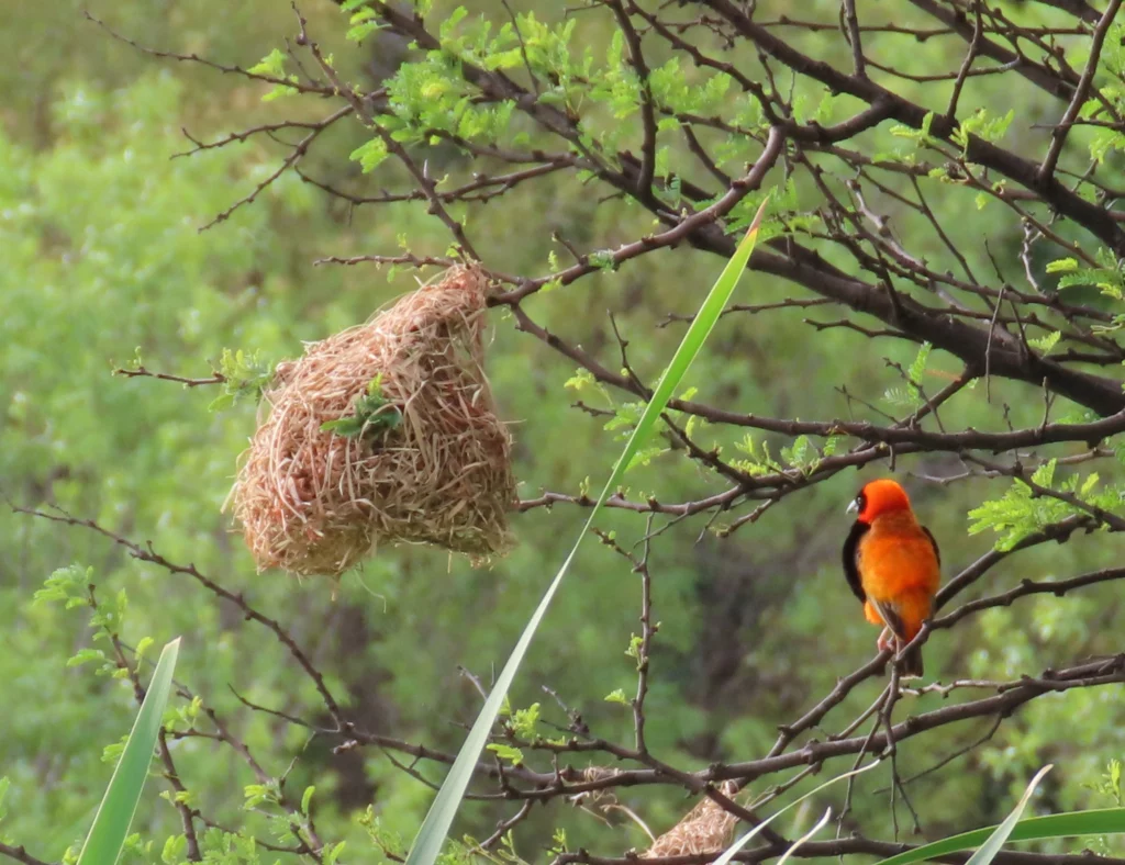 From Courtship to Choreography: 33 Fascinating Birds That Mastered the Art of Dance