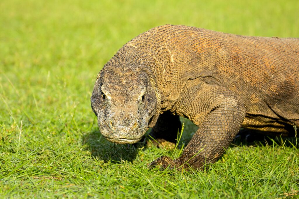 37 of the Rarest Animals That Live Nowhere Else on Earth