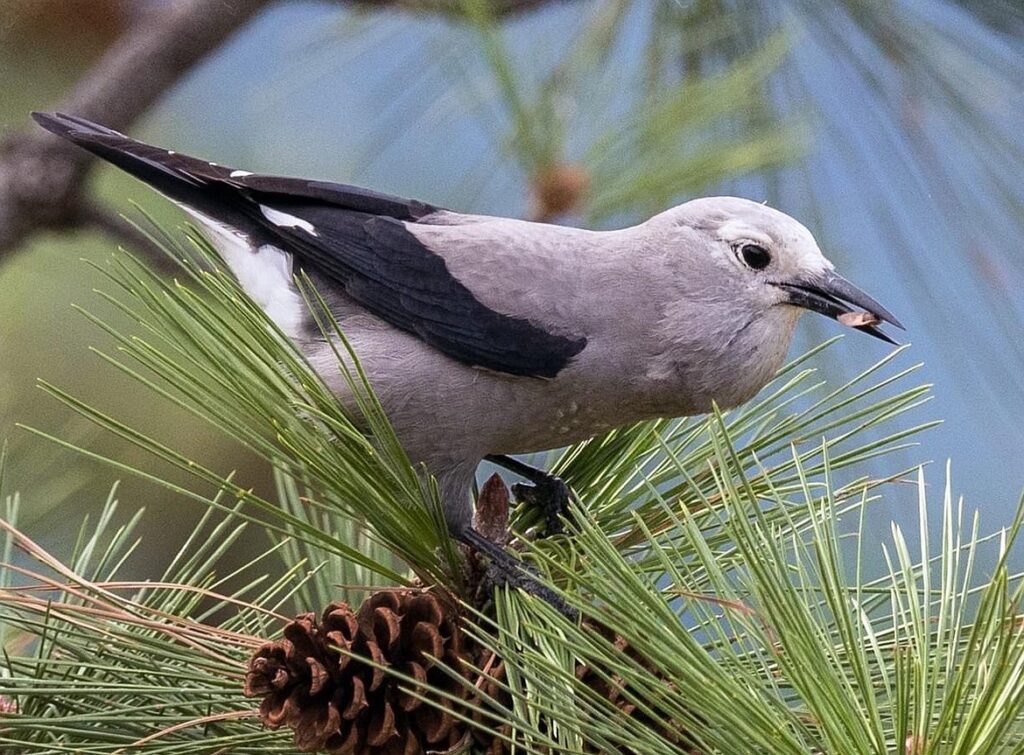 These 30 Genius Animals Can Solve Problems Better Than Most Humans