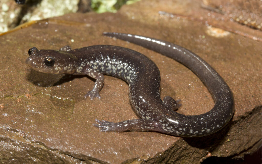 You&#8217;ll Need Extraordinary Luck to Spot America&#8217;s Most Elusive Animals