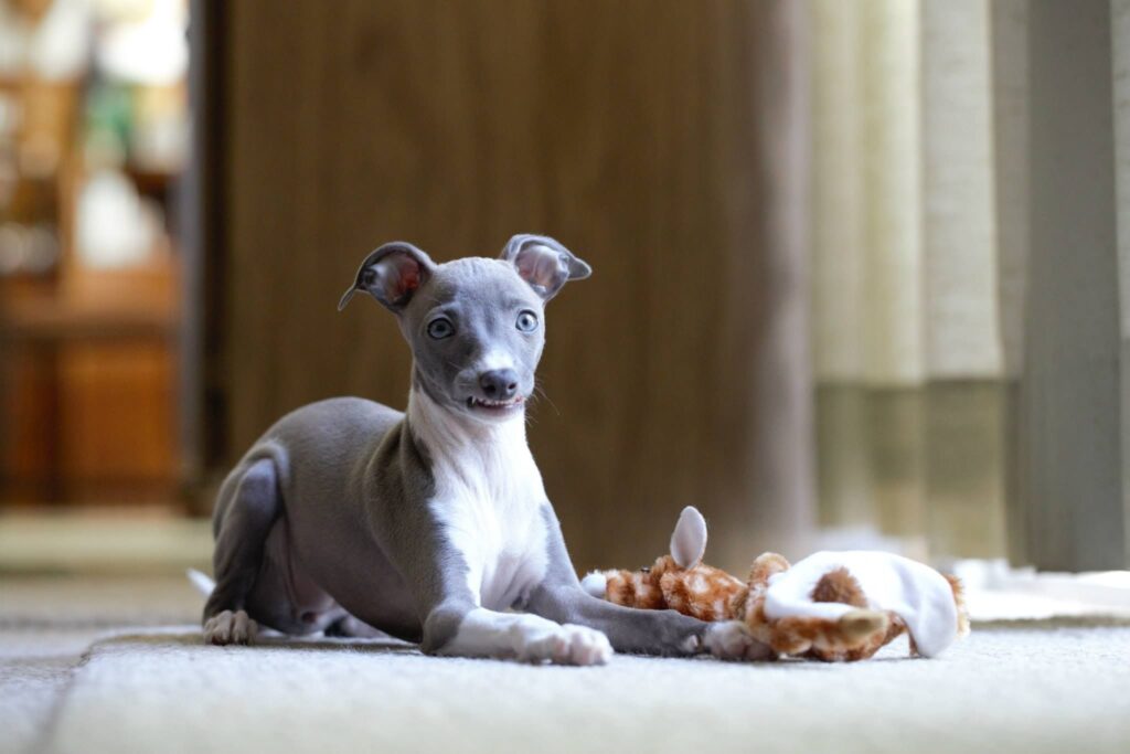 28 Easy-Care Dog Breeds for First-Time Owners