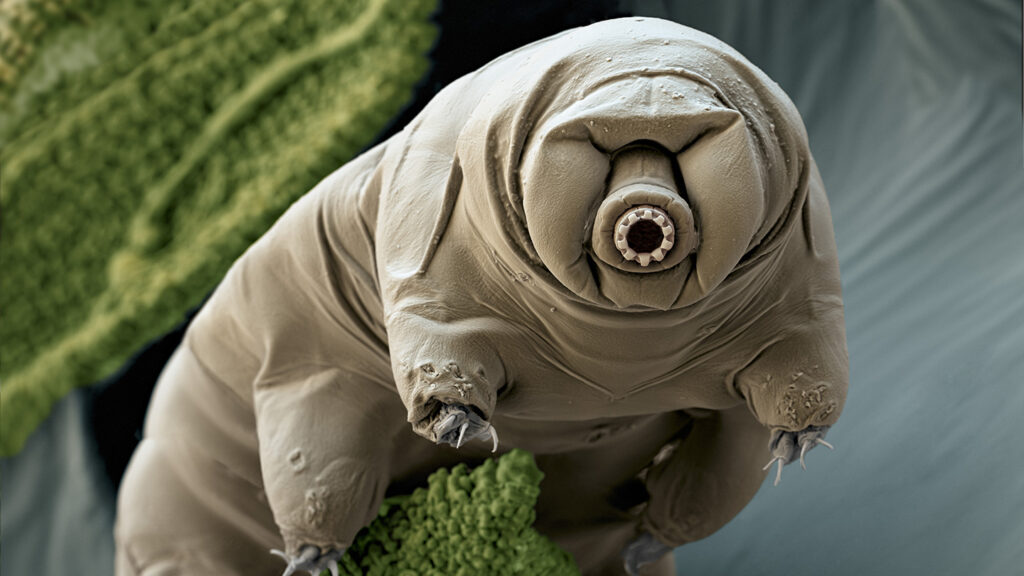 27 Tiny Creatures That Could Help Humans Colonize Mars