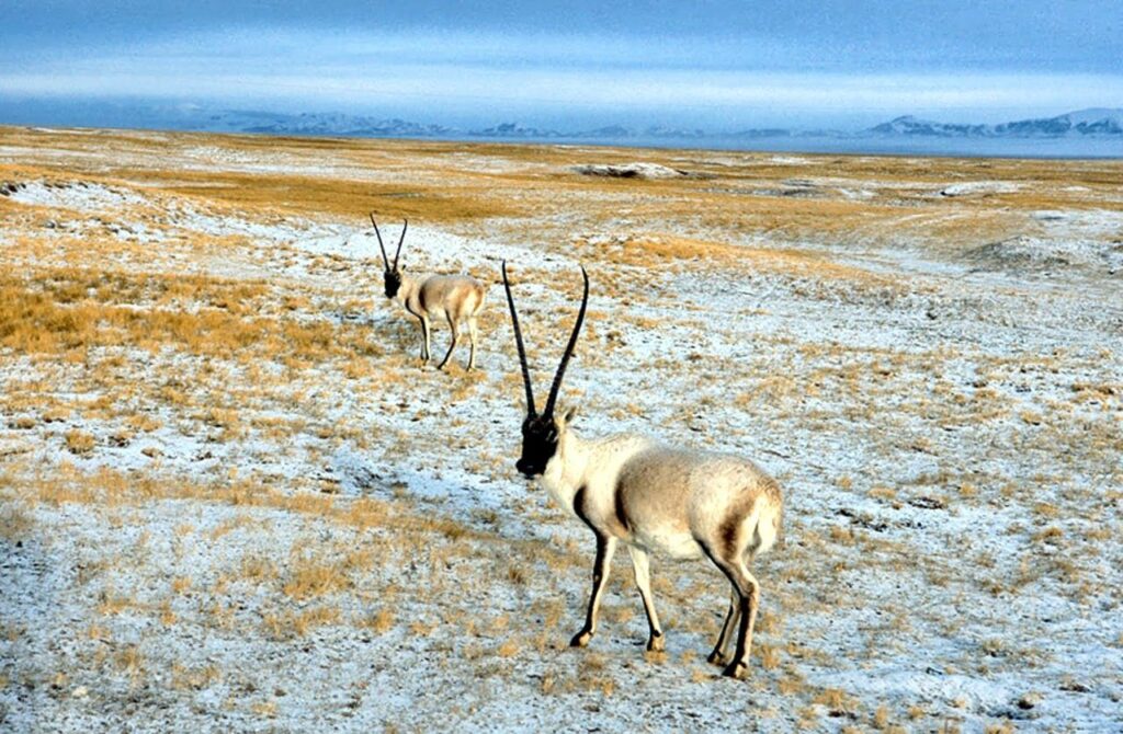 30 Supreme Survivors Designed for the Highest Places on Earth