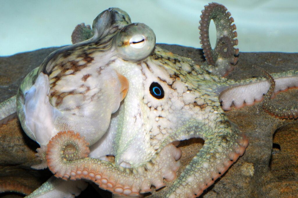 15 Signs That Octopuses Might Actually Be Aliens