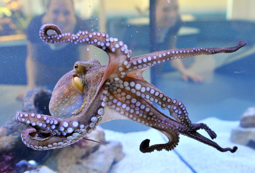 15 Signs That Octopuses Might Actually Be Aliens