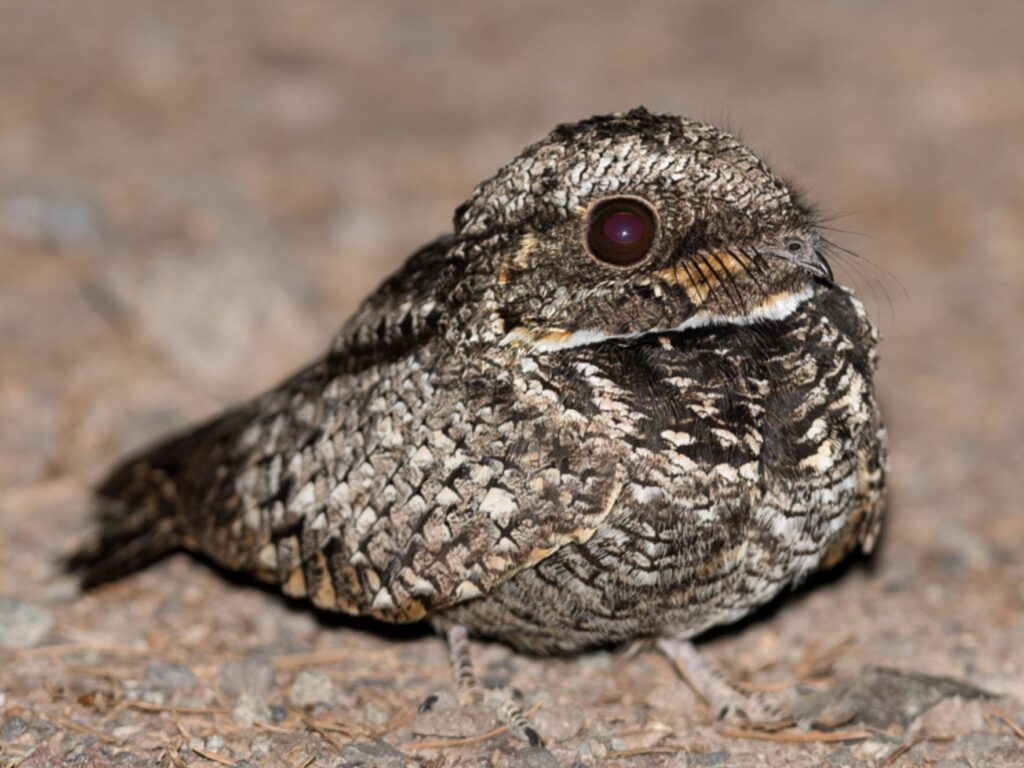 Winter Wonders: 30 Animals That Freeze Then Thaw Unharmed Every Spring