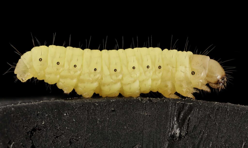 27 Tiny Creatures That Could Help Humans Colonize Mars