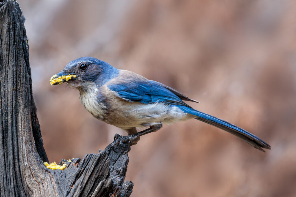 These 30 Genius Animals Can Solve Problems Better Than Most Humans