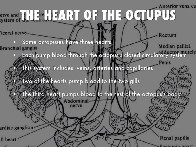 15 Signs That Octopuses Might Actually Be Aliens