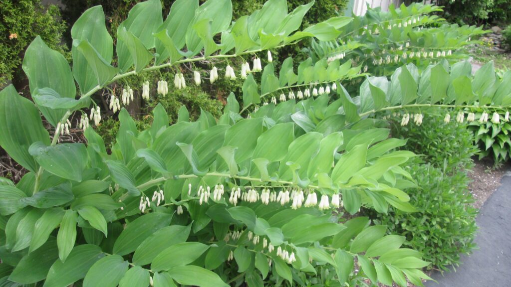 Can You Name These Wildflowers? 32 Must-See Blooms on American Trails