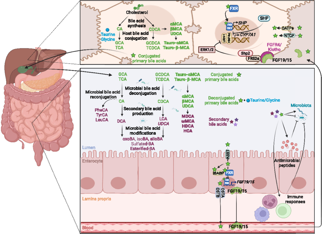 25 Revolutionary Liver Treatments Saving Lives Right Now