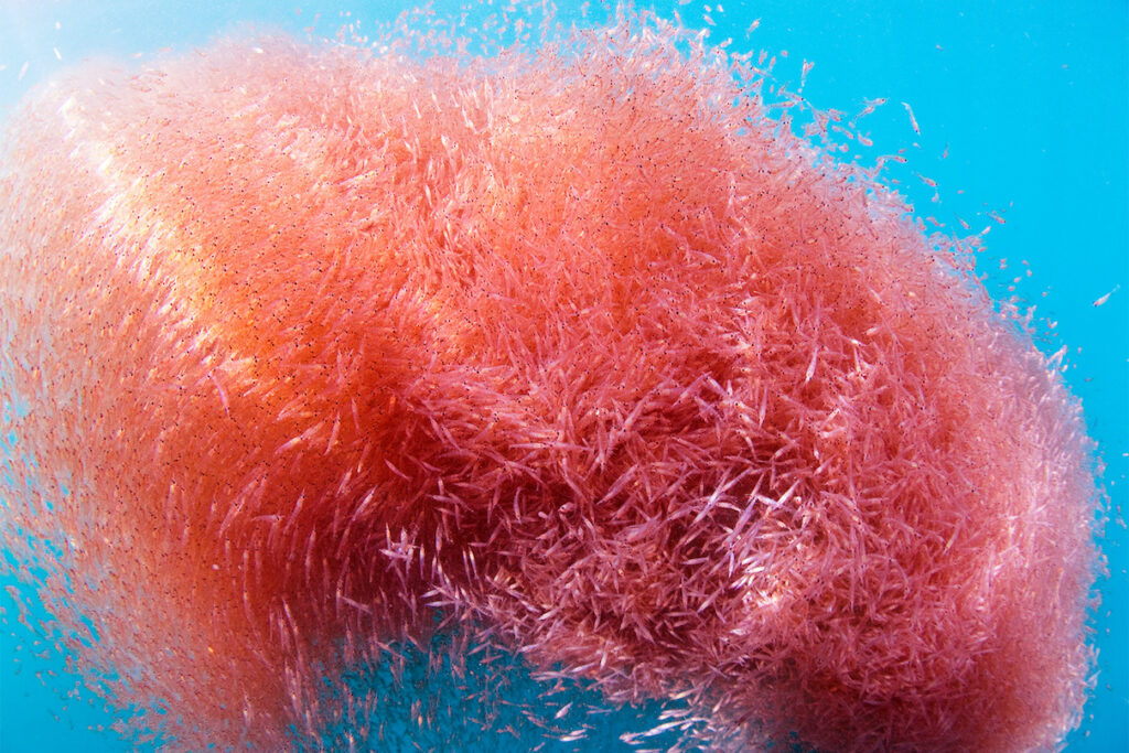 27 Tiny Creatures That Could Help Humans Colonize Mars