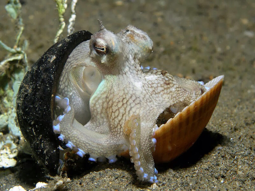 15 Signs That Octopuses Might Actually Be Aliens