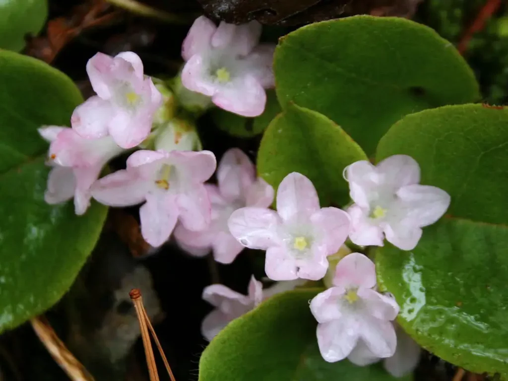 Can You Name These Wildflowers? 32 Must-See Blooms on American Trails