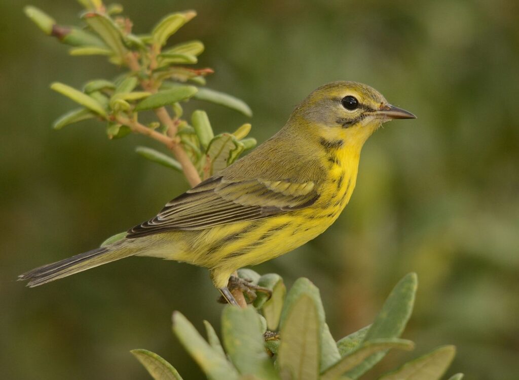 The Dire Wolf Was Just the Beginning: Scientists are Reviving These 30 Extinct Species Next