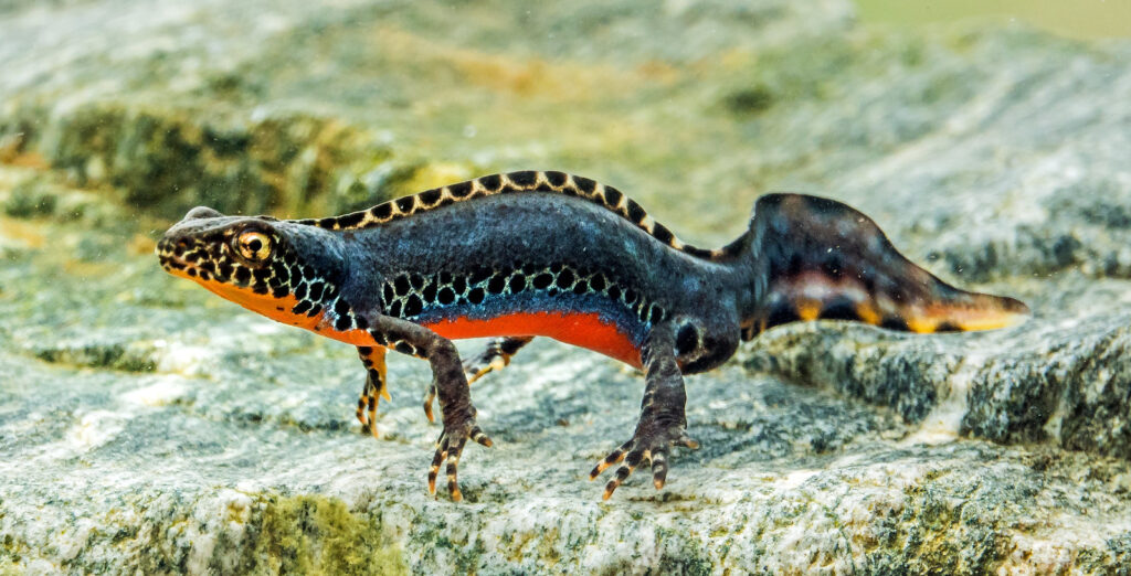 Winter Wonders: 30 Animals That Freeze Then Thaw Unharmed Every Spring