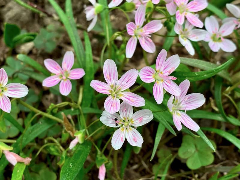 Can You Name These Wildflowers? 32 Must-See Blooms on American Trails