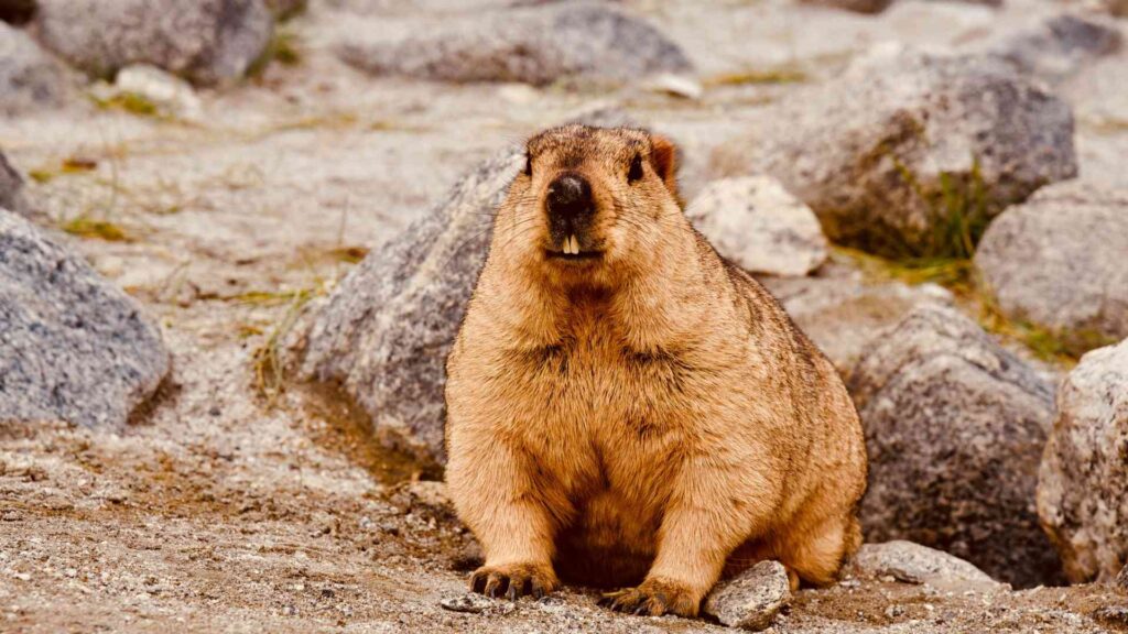 30 Supreme Survivors Designed for the Highest Places on Earth