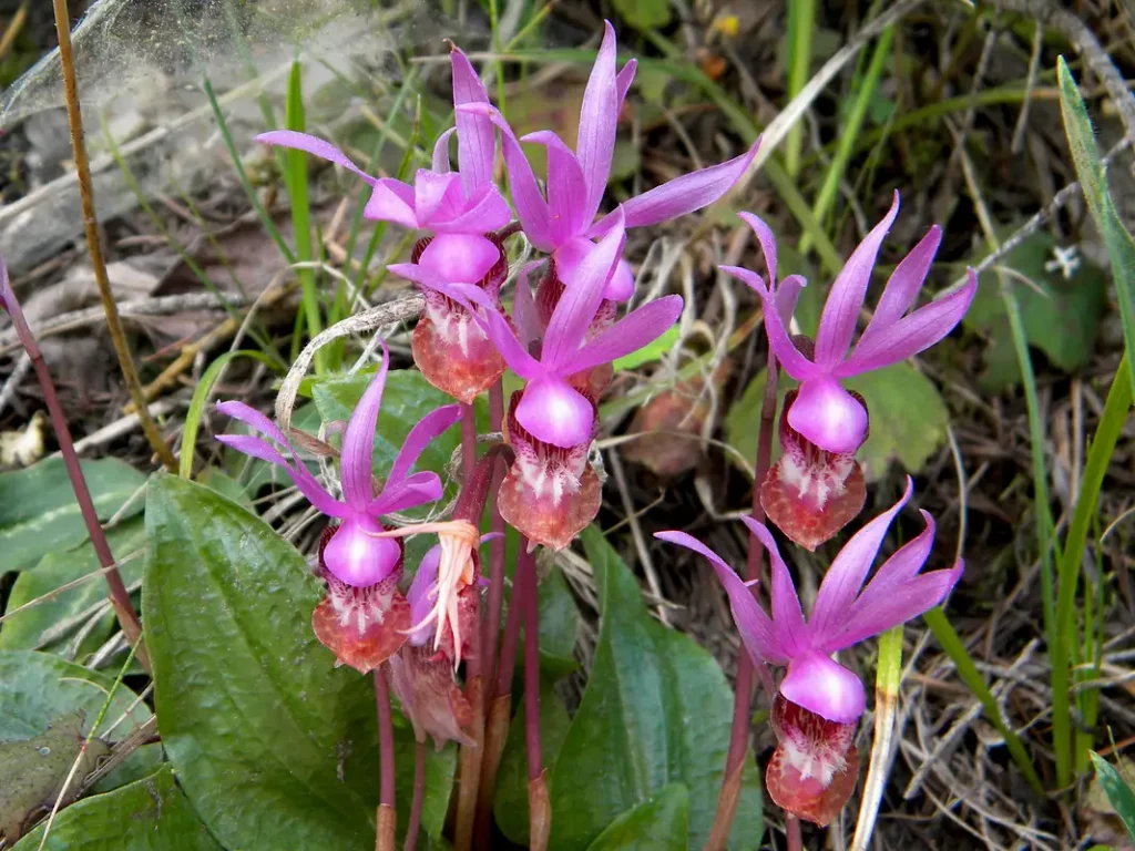 Can You Name These Wildflowers? 32 Must-See Blooms on American Trails
