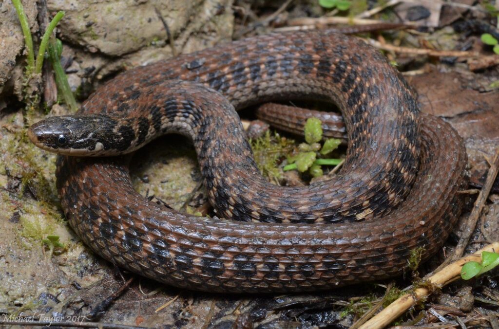 You&#8217;ll Need Extraordinary Luck to Spot America&#8217;s Most Elusive Animals