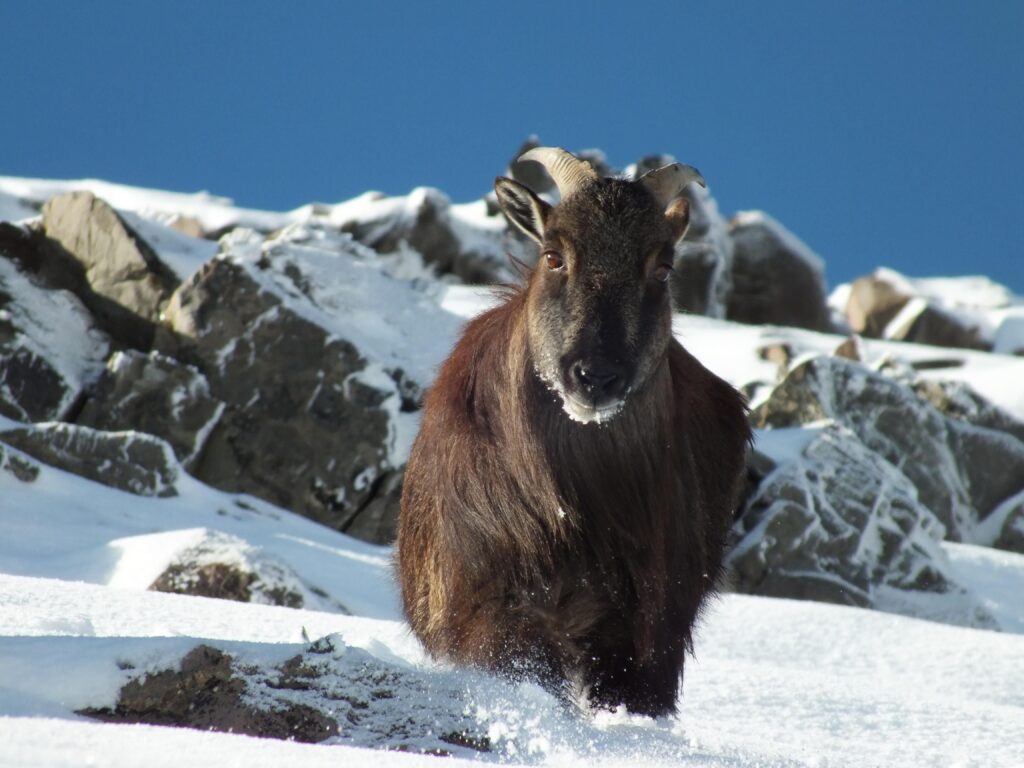 30 Supreme Survivors Designed for the Highest Places on Earth