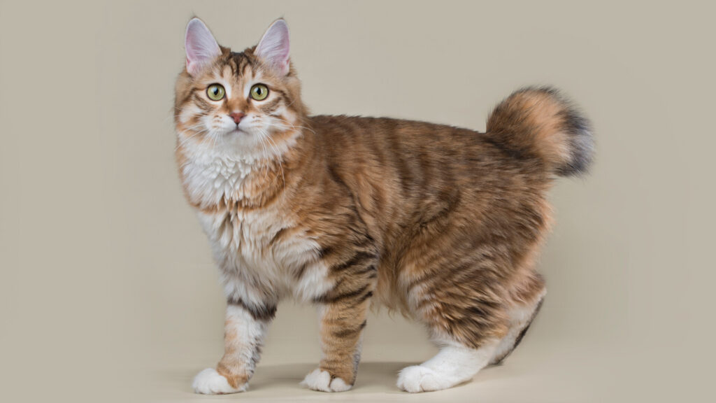 25 Weird and Wonderful Cat Breeds That Will Make You Do a Double Take