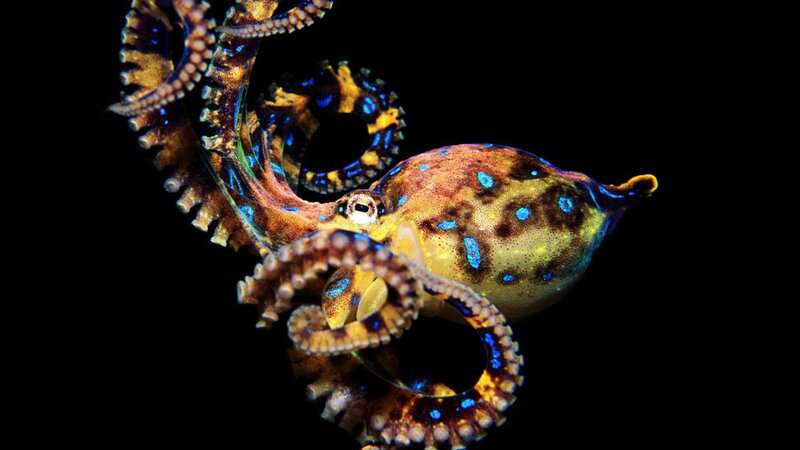 15 Signs That Octopuses Might Actually Be Aliens