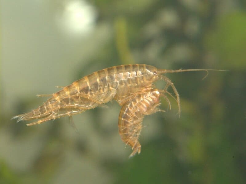 27 Tiny Creatures That Could Help Humans Colonize Mars