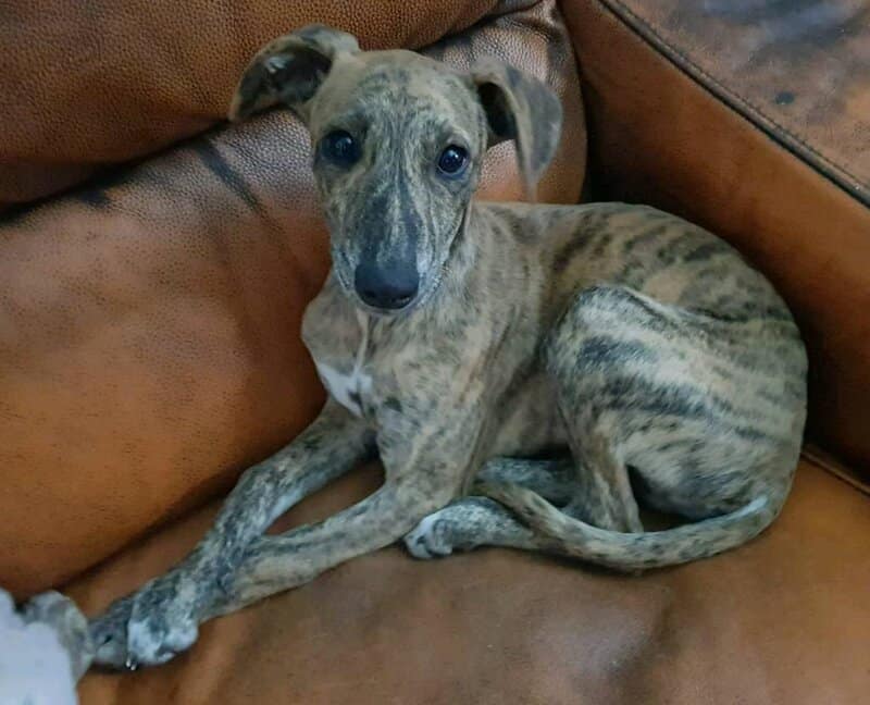 28 Easy-Care Dog Breeds for First-Time Owners