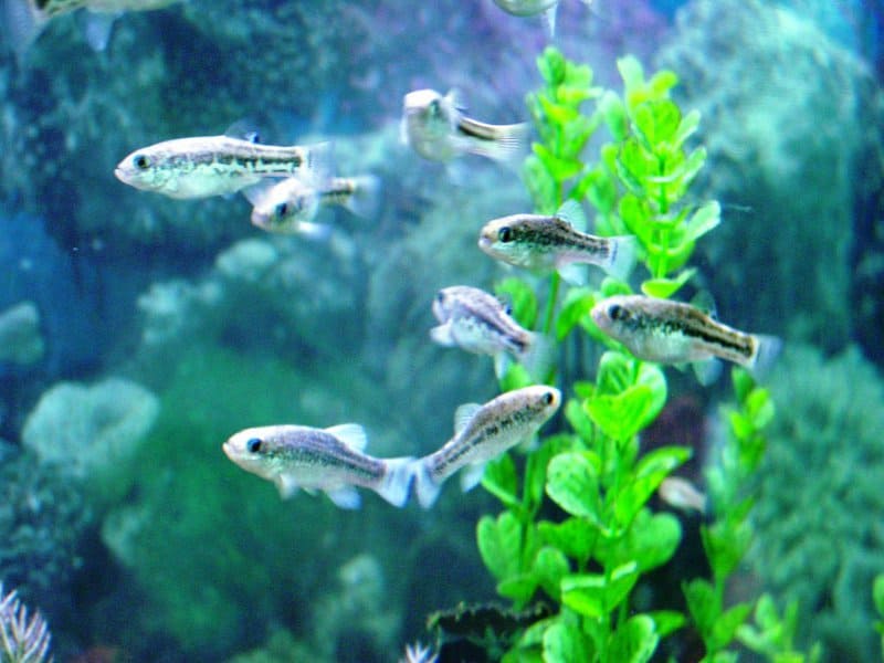 You&#8217;ll Need Extraordinary Luck to Spot America&#8217;s Most Elusive Animals