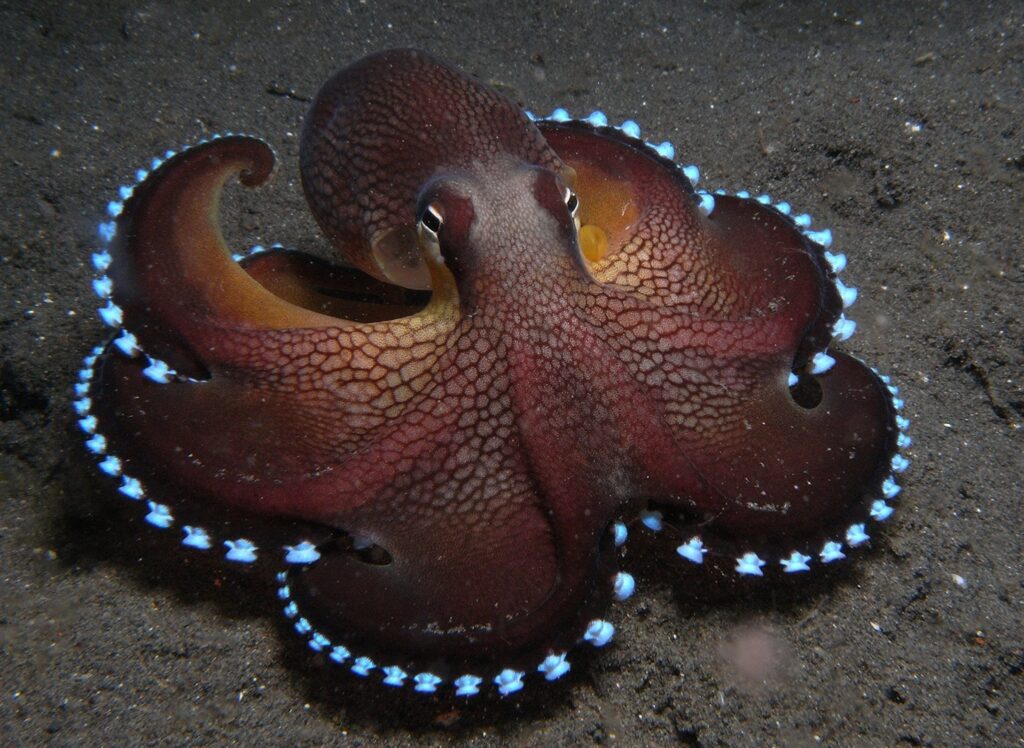 15 Signs That Octopuses Might Actually Be Aliens