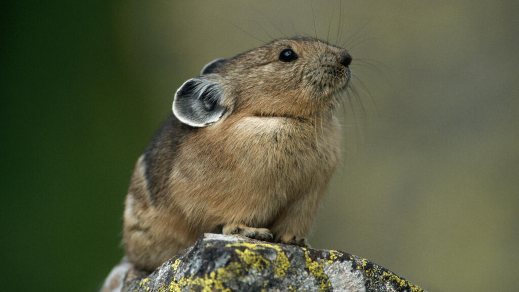 30 Supreme Survivors Designed for the Highest Places on Earth