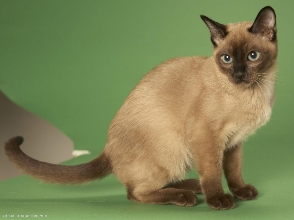 25 Weird and Wonderful Cat Breeds That Will Make You Do a Double Take