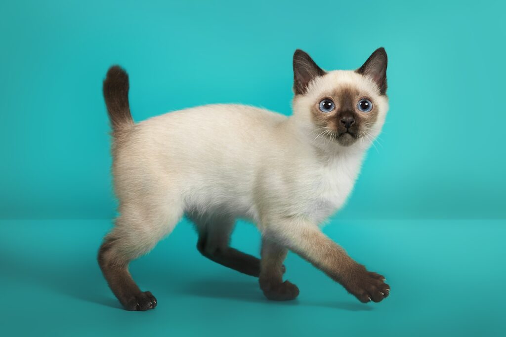 25 Weird and Wonderful Cat Breeds That Will Make You Do a Double Take