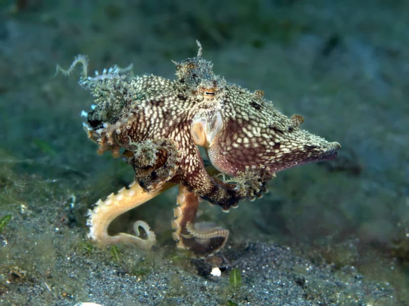 15 Signs That Octopuses Might Actually Be Aliens