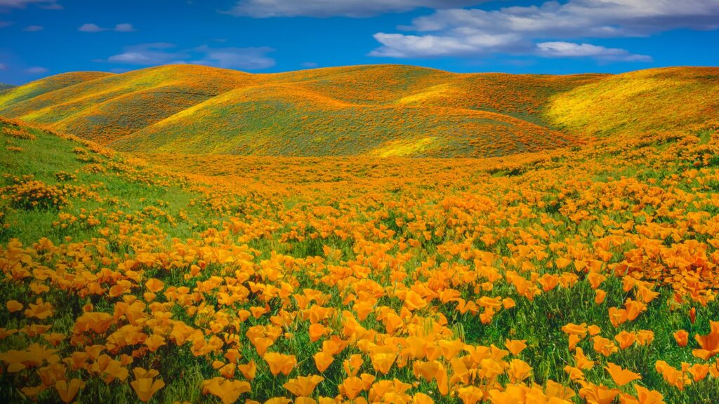 Can You Name These Wildflowers? 32 Must-See Blooms on American Trails