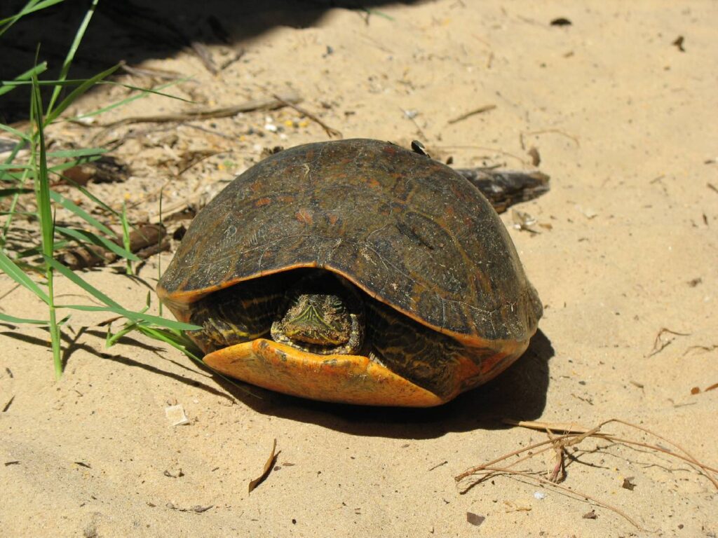You&#8217;ll Need Extraordinary Luck to Spot America&#8217;s Most Elusive Animals